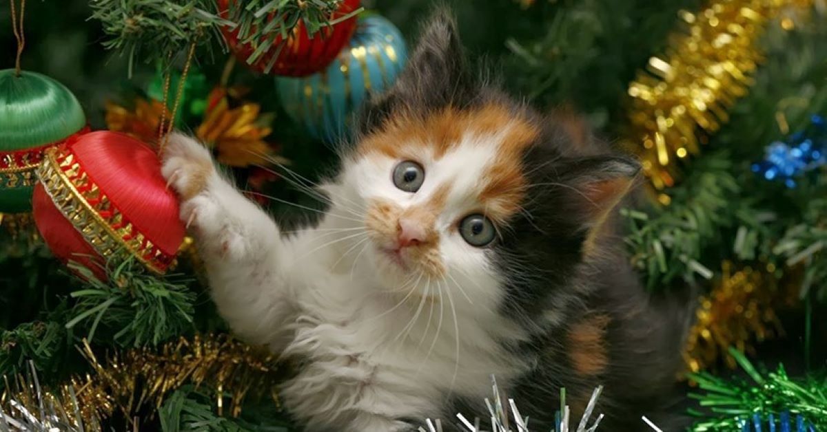 gatto nell'albero di natale