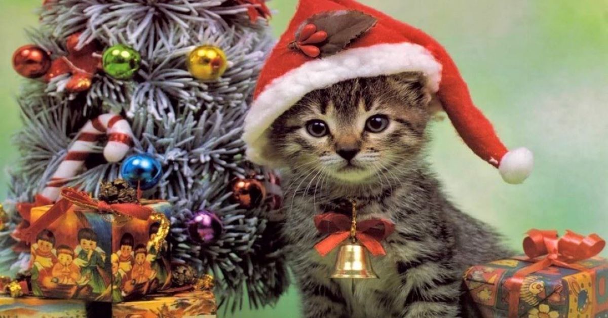 gatto con i regali