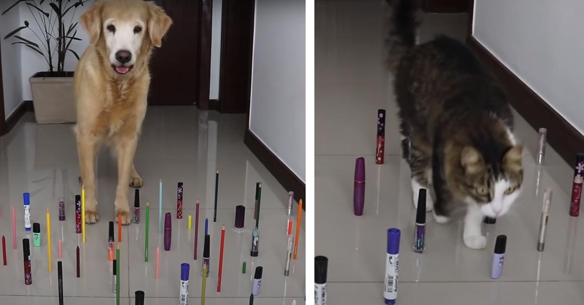 Gattino VS Golden Retriever: chi riuscirà a buttare in terra meno ostacoli? (video)