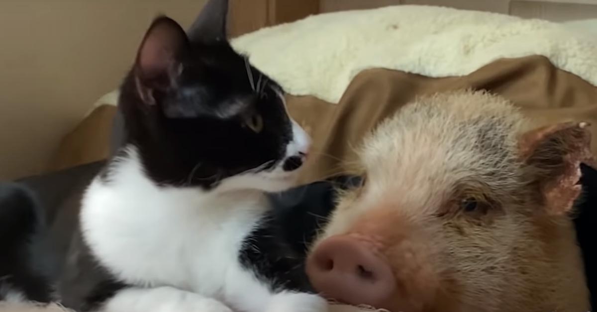 Il gattino che pensa di essere un maialino ha emozionato il web (video)