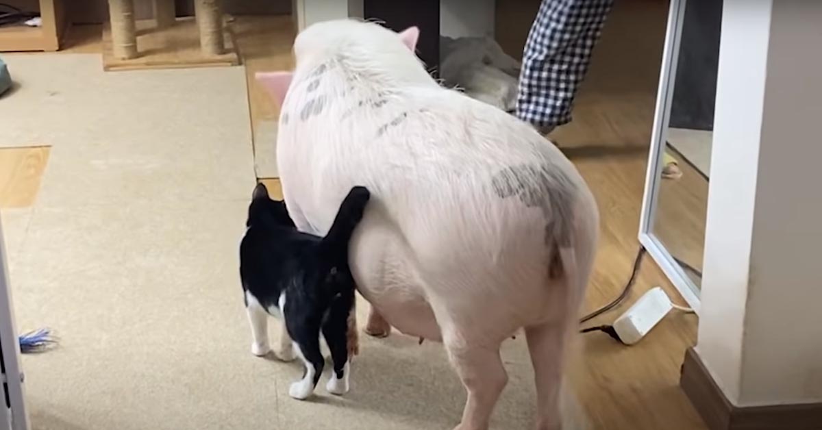 Gatto con un maiale
