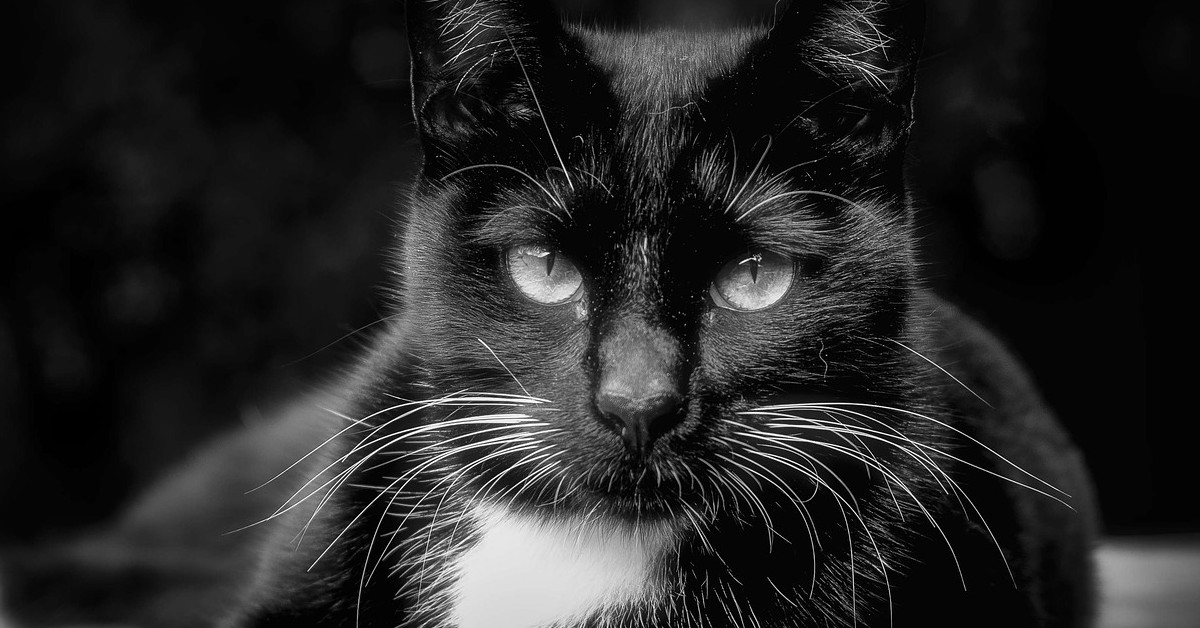 Il gattino nero non vuole essere accarezzato perché ha fame (VIDEO)