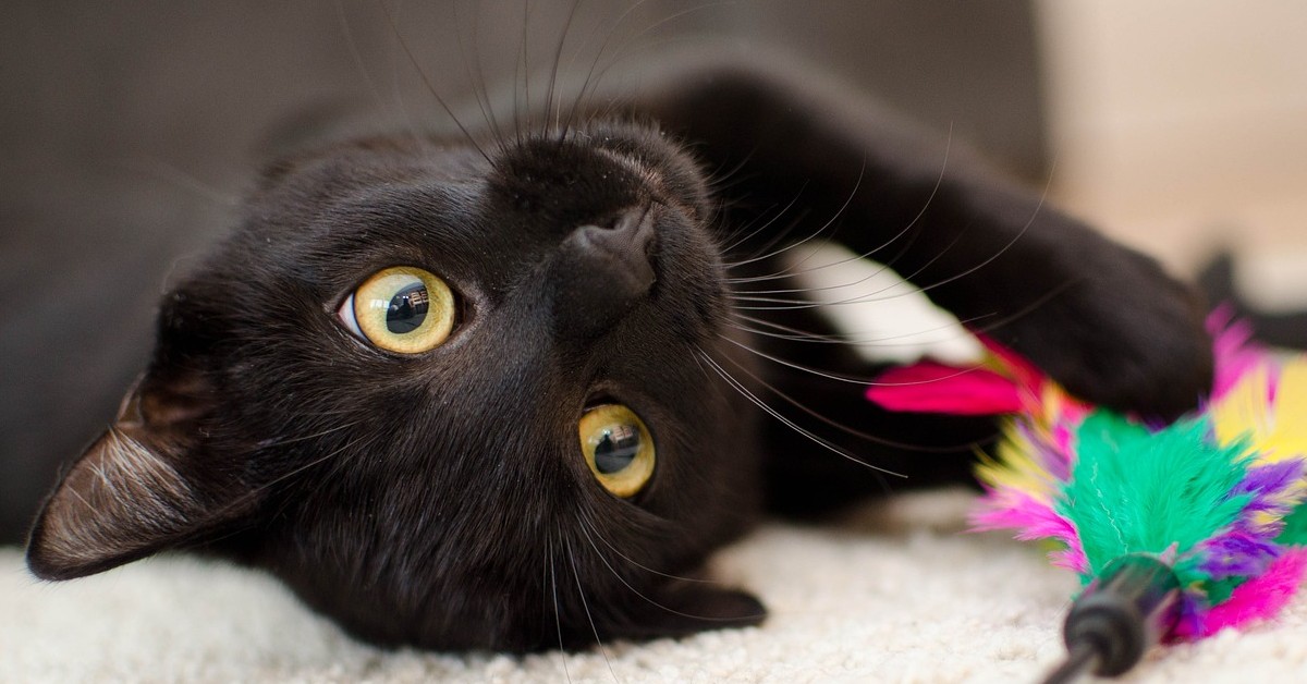 gattino nero non vuole essere accarezzato