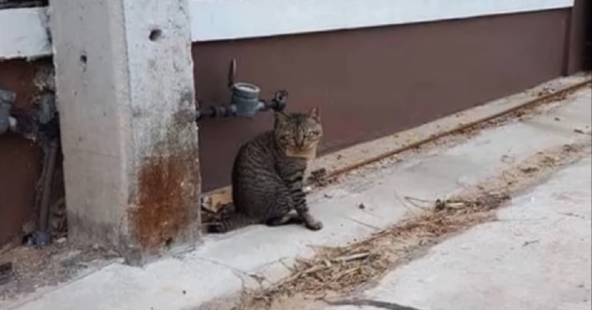 Gattino scompare per tre giorni e torna con un biglietto al collo