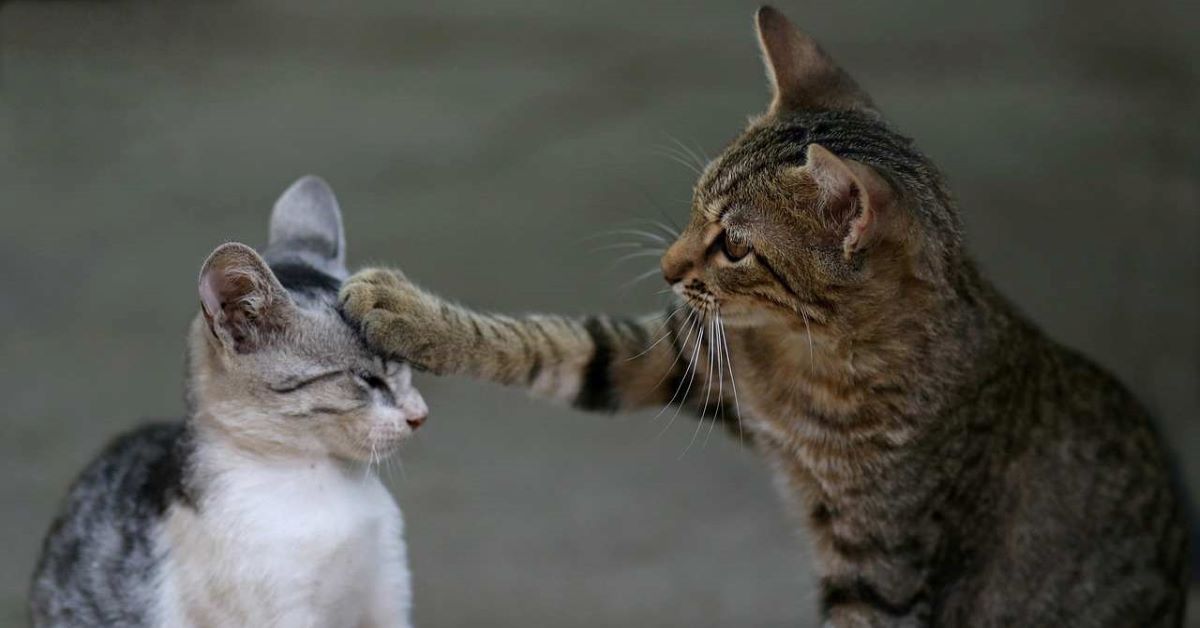gatto adulto aggressivo con un gattino
