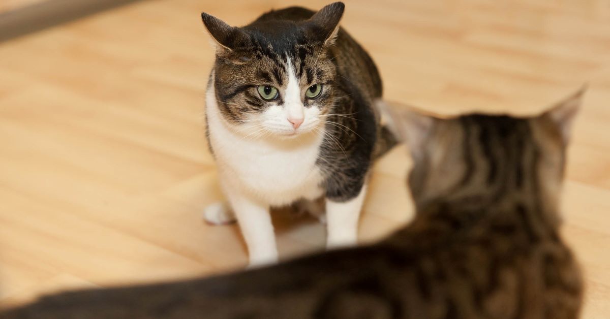gatto adulto aggressivo con un gattino