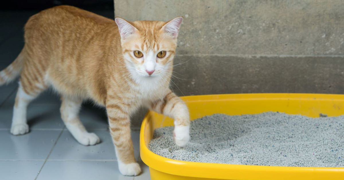 gatto adulto pipì in casa