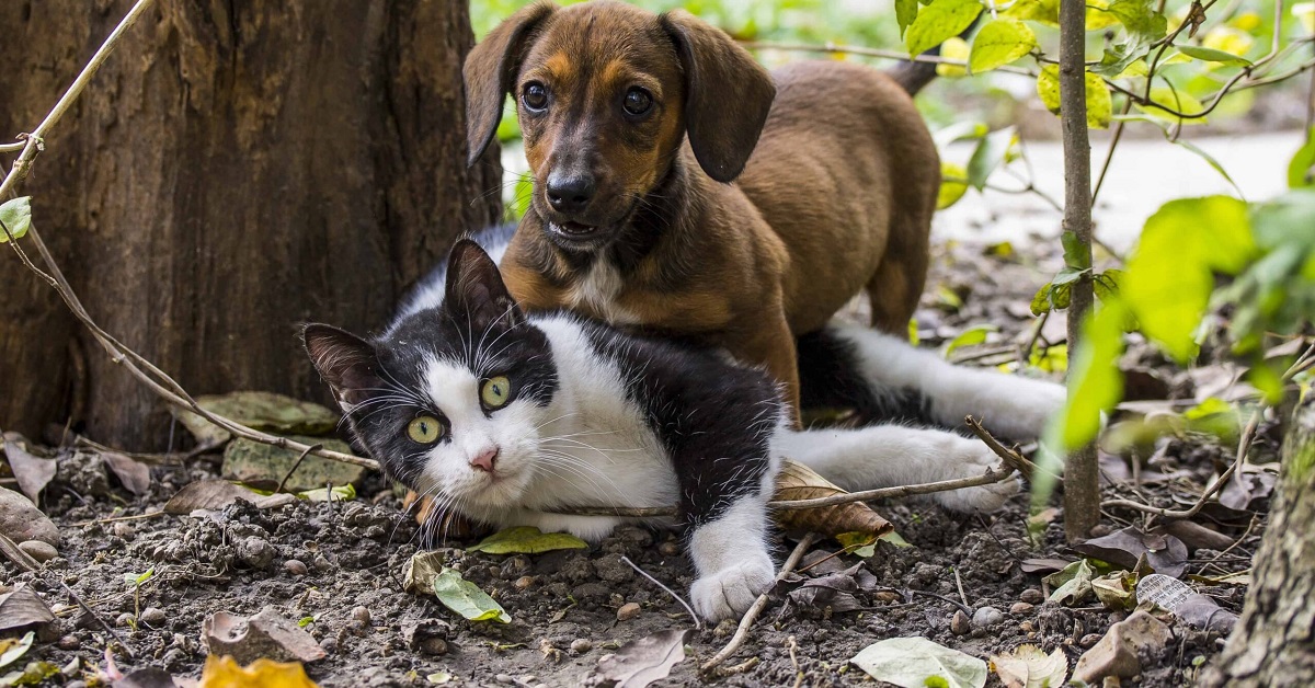 cane e gatto giocano insieme