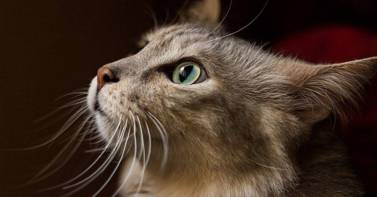 gatto di profilo