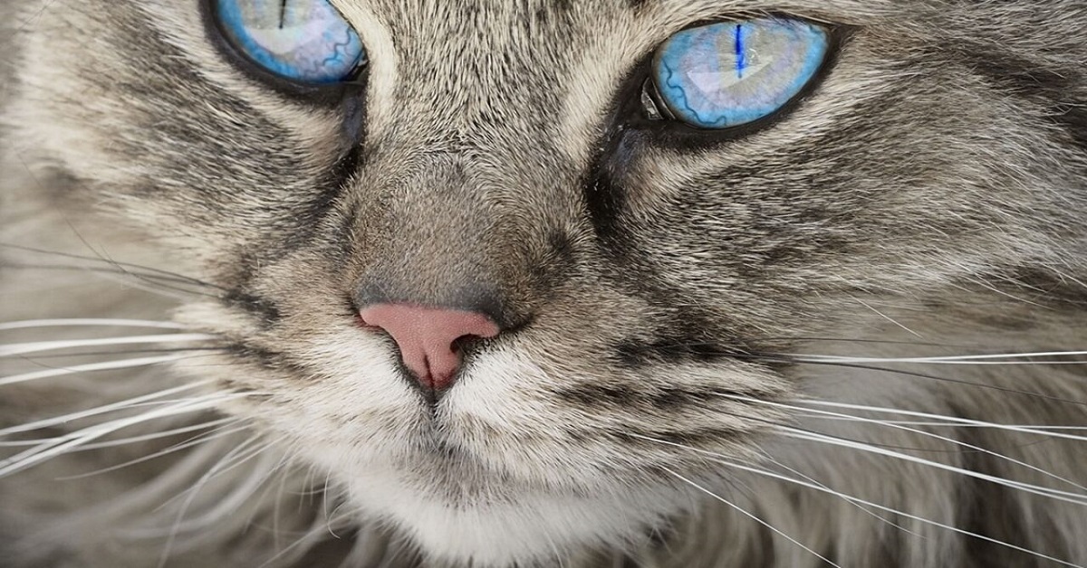 gatto con occhi profondi