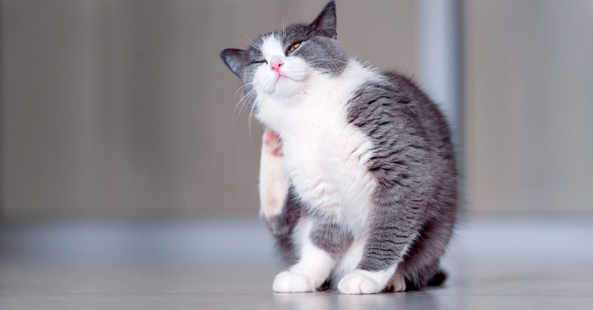 Gatto si gratta fino a graffiarsi: cosa può significare e come risolvere la situazione
