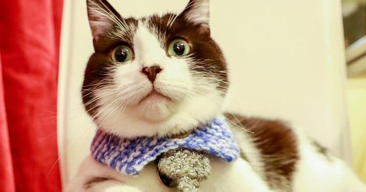 Georgie, il gattino malato che sta sensibilizzando il mondo sulle malattie cardiache (video)