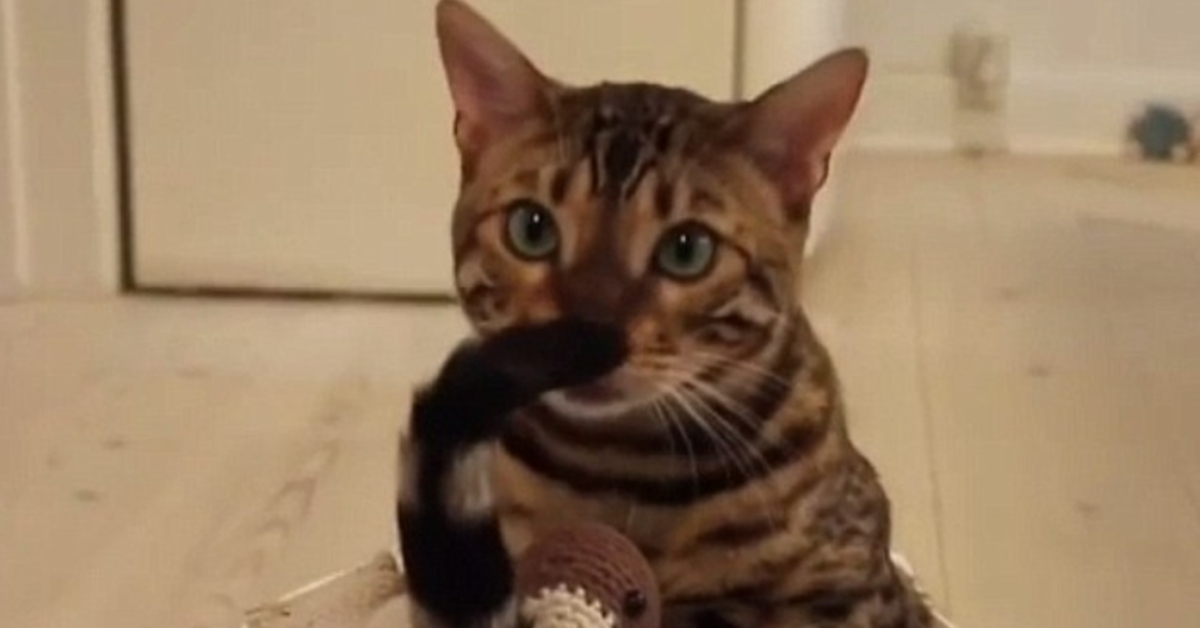 Gilbert gatto del Bengala video
