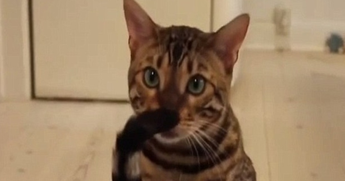 Gilbert, il gatto del Bengala che gira per casa seduto su un robot aspirapolvere (VIDEO)