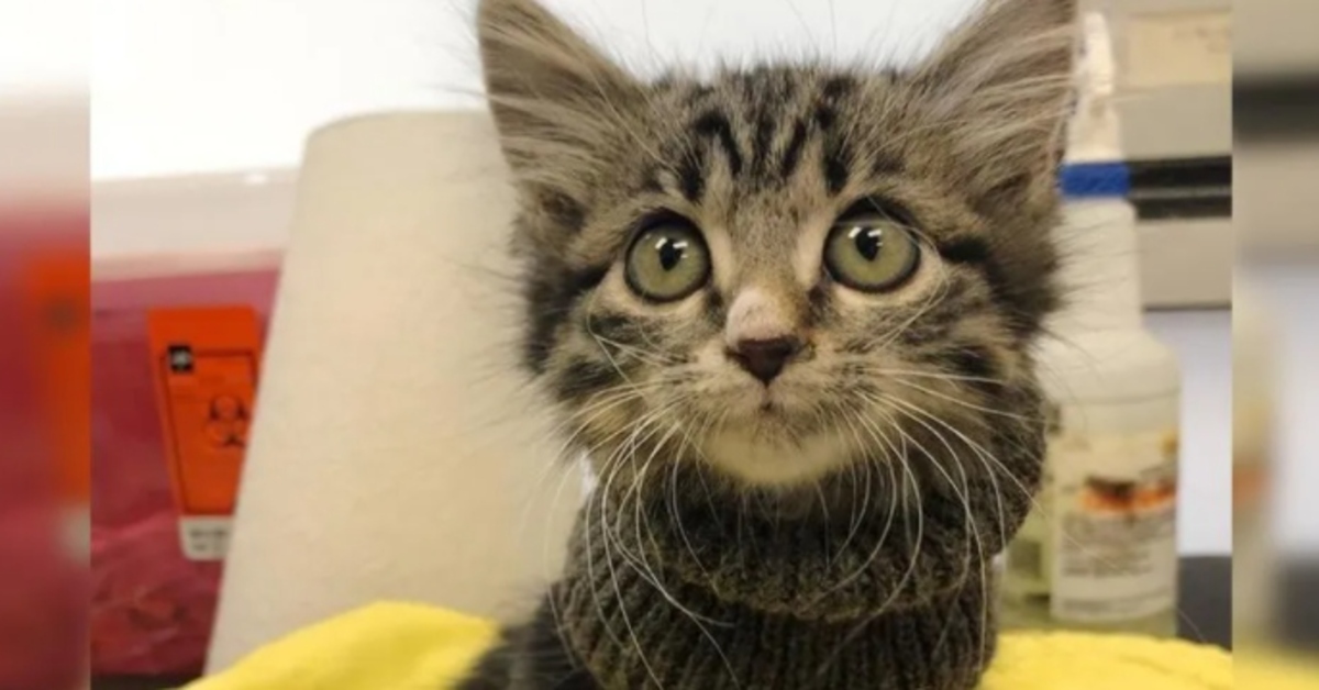 Giselle, la gattina soriano paralizzata, ritrova la felicità (VIDEO)