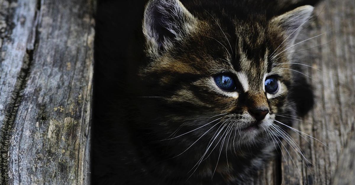 Hai perso il tuo gatto? Forse non lo sai ma ci sono dei trucchi che ti permettono di ritrovarlo