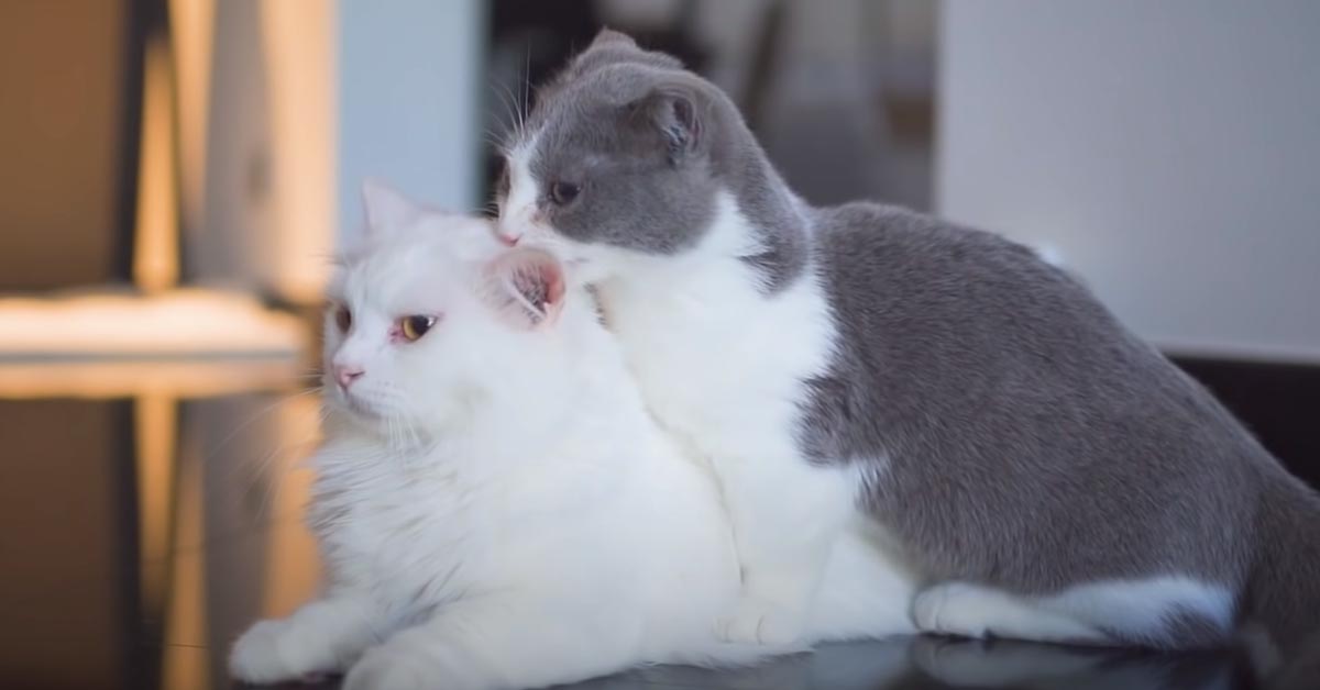 I due gattini Munchkin Coco e Boomba lottano teneramente e il momento è magico (video)
