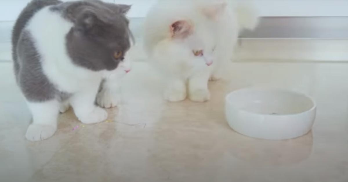 I due gattini Munchkin sono vittime dello scherzo della proprietaria che gli dà del cibo “invisibile” (video)