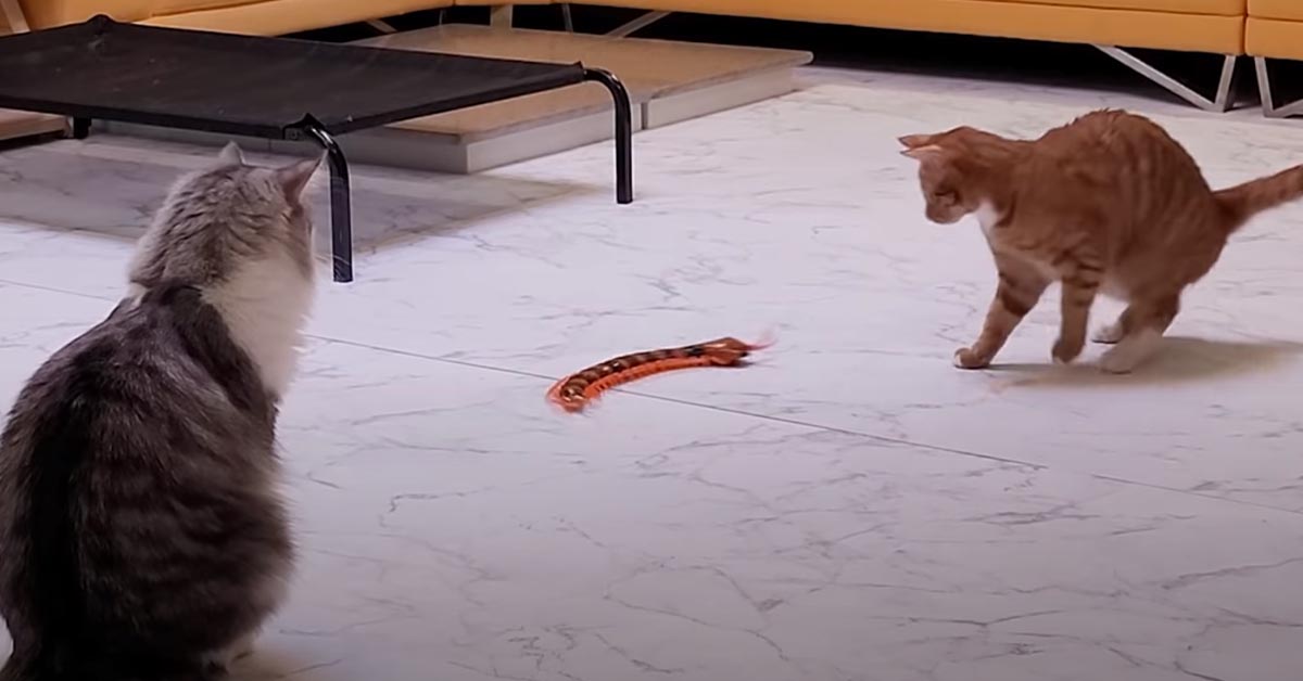 I due gattini e il Samoiedo affrontano un centopiedi giocattolo (video)