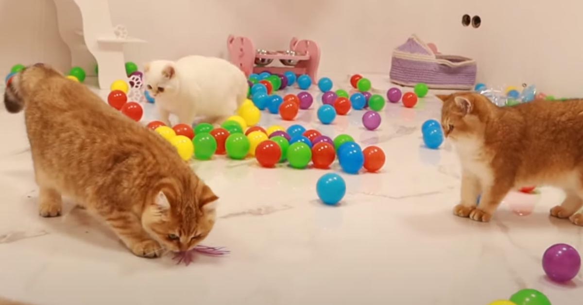 I gattini British Shorthair si divertono in una stanza piena di palline (video)