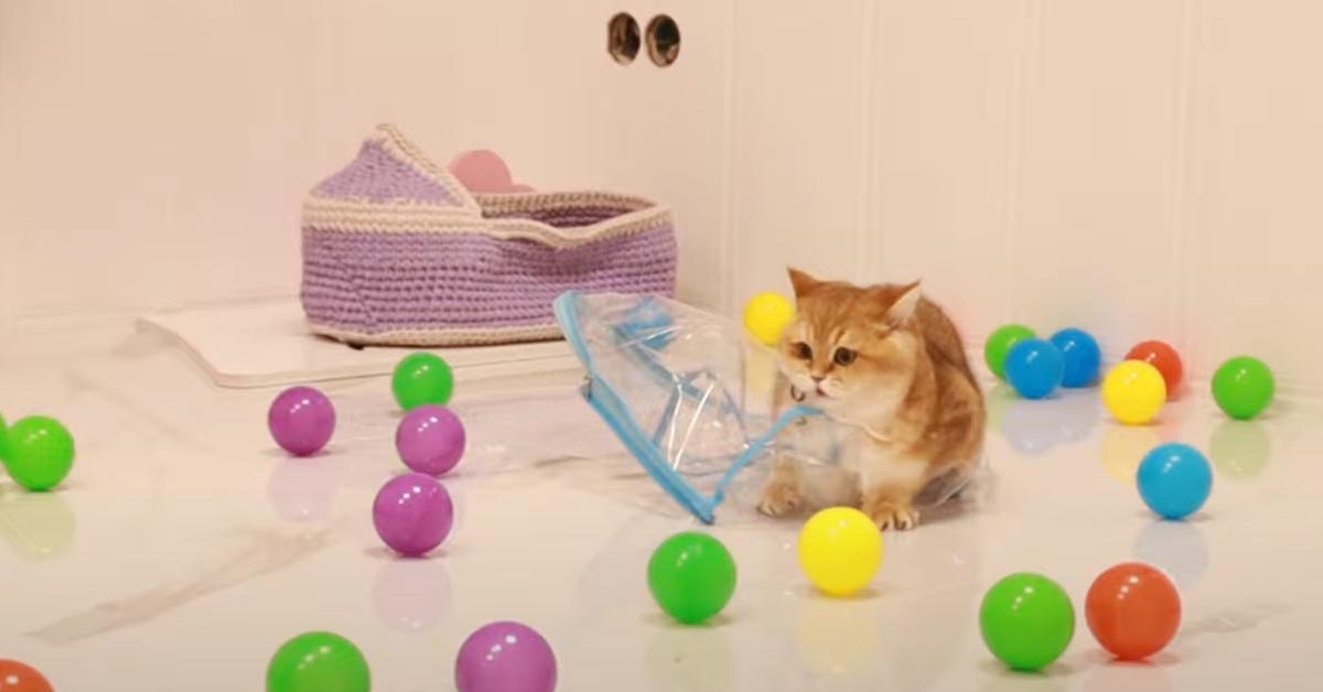 Gattini che giocano con delle palline