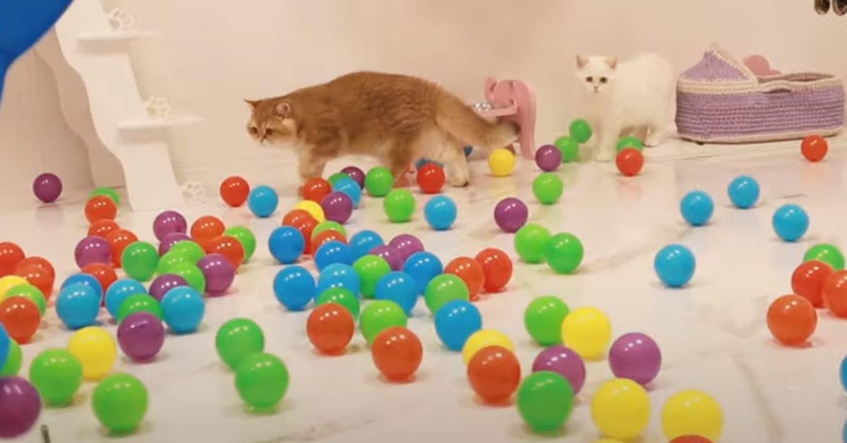 Gattini che giocano con delle palline