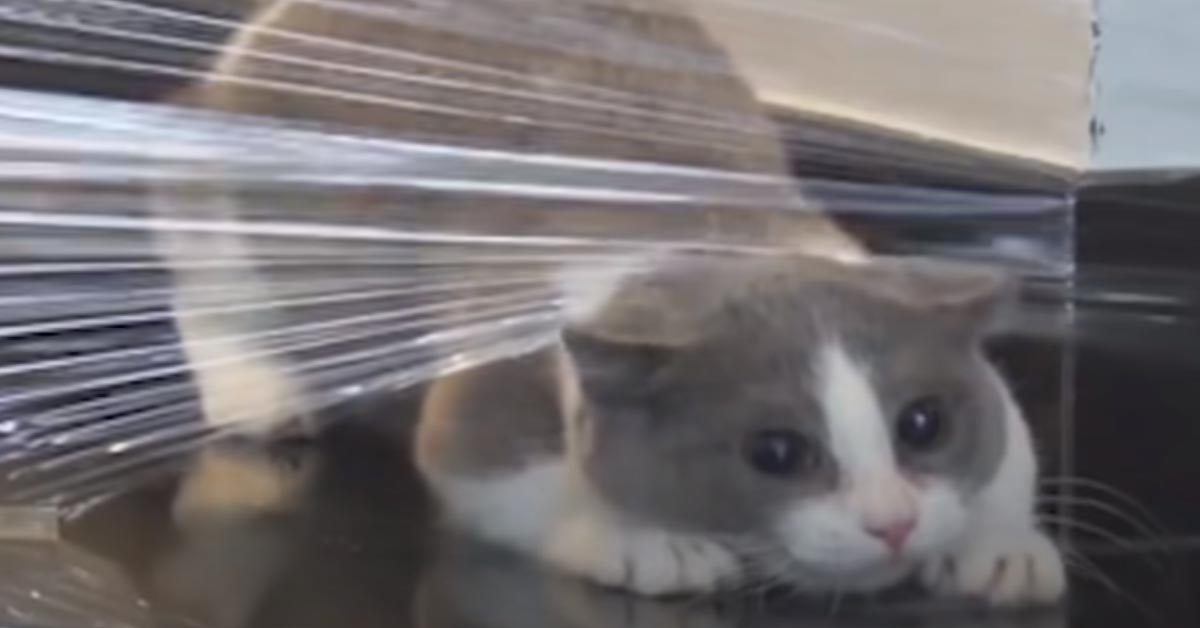 I gattini Munchkin affrontano un muro invisibile e la loro impresa è virale (video)