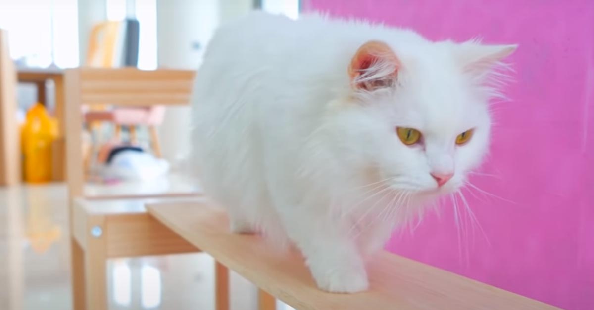 I gattini Munchkin affrontano un percorso da equilibristi (video)