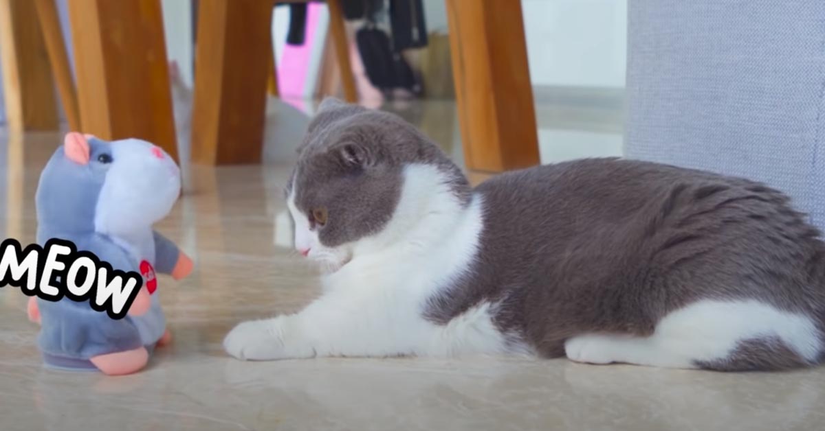 I gattini Munchkin incontrano un criceto “parlante” e la loro reazione è virale (video)