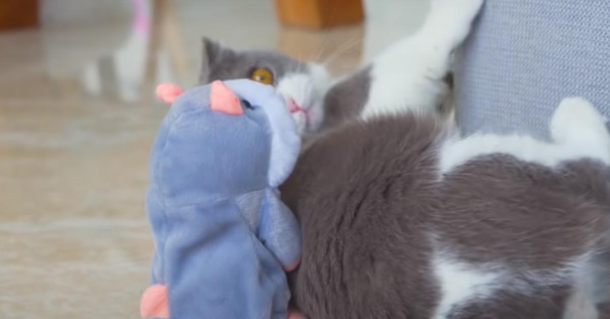 Gatto con un peluche