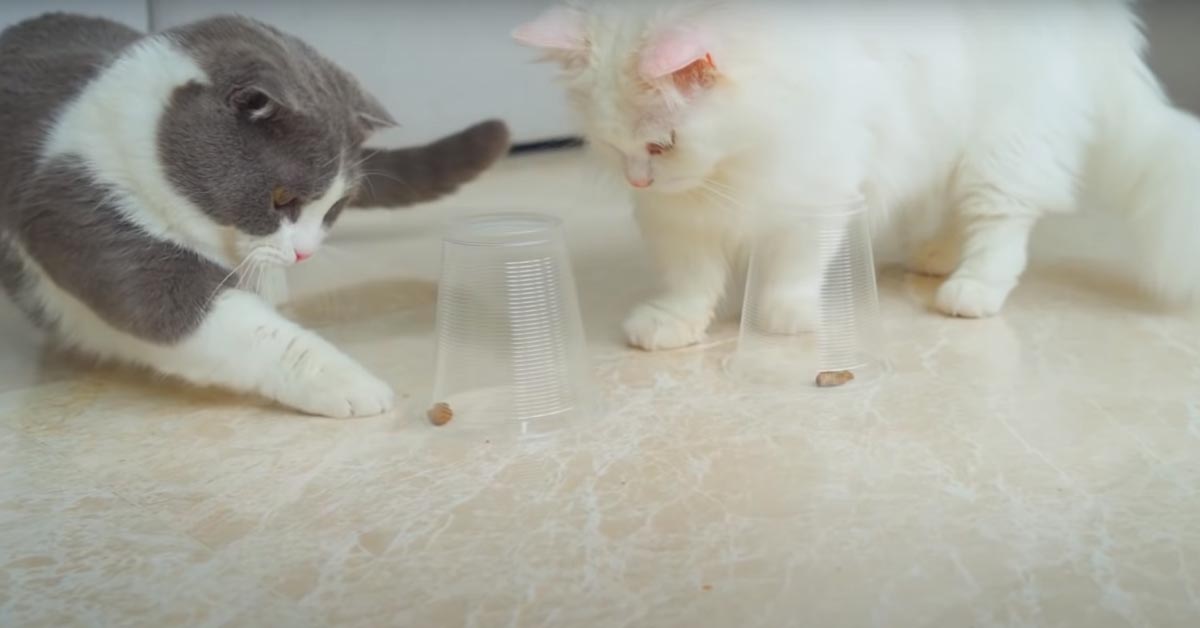 I gattini Munchkin mettono alla prova la loro intelligenza con un gioco particolare (video)