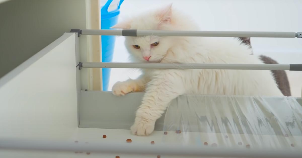 I gattini Munchkin provano a rubare degli snack in un’avvincente sfida (video)