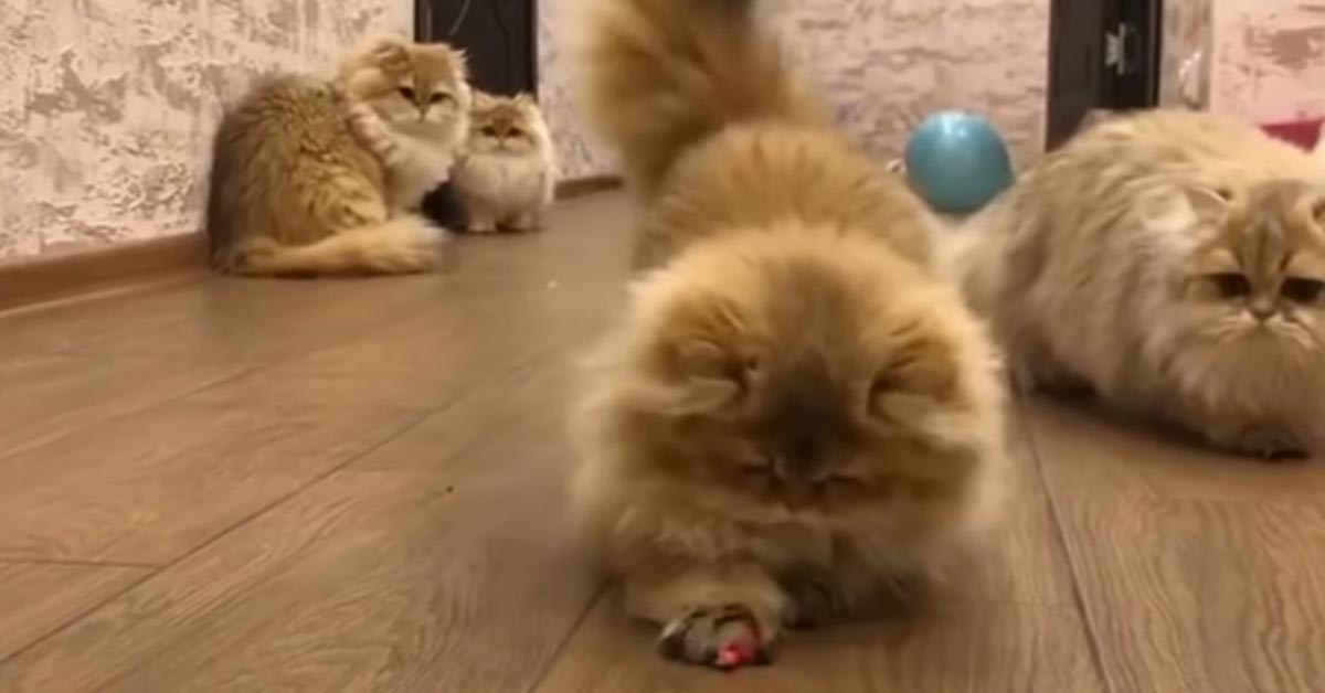 I gattini Persiani Chinchilla giocano con un puntatore laser (video)