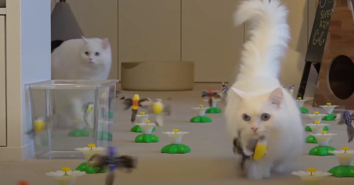 I gattini “affrontano” 100 uccellini giocattolo e il video fa il giro del web