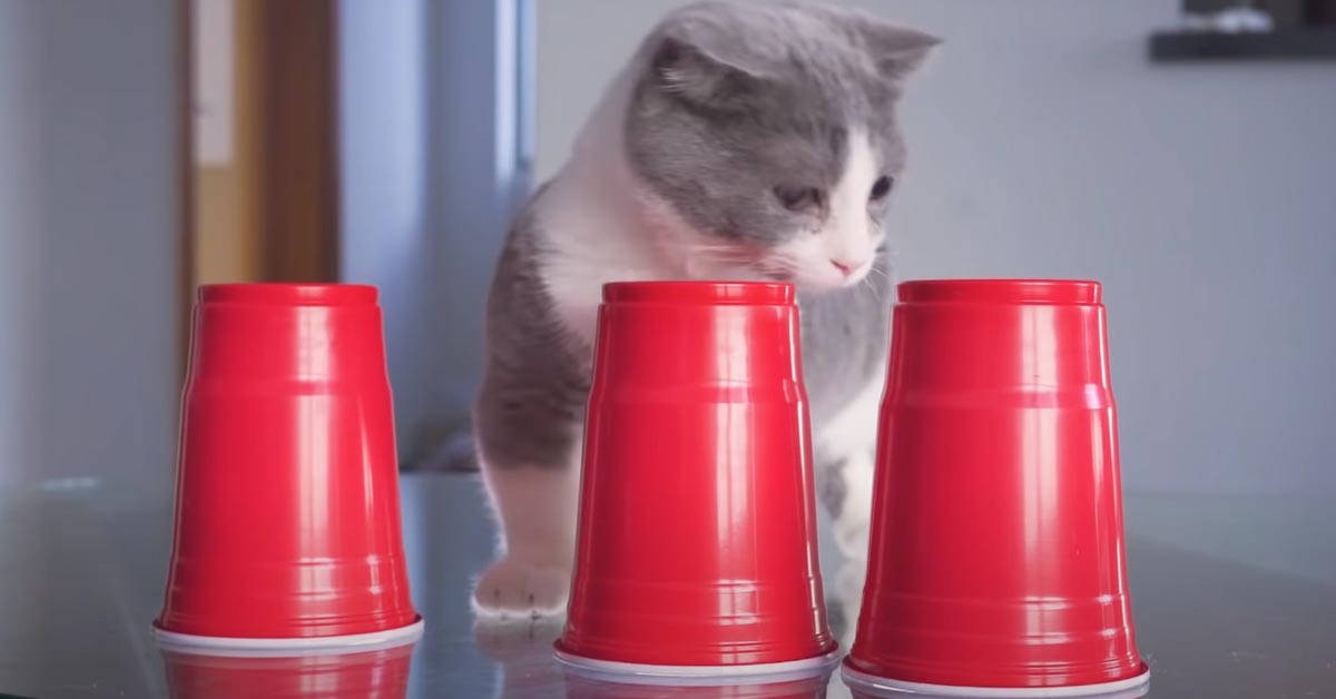 I gattini affrontano delle entusiasmanti sfide per vincere uno snack (video)