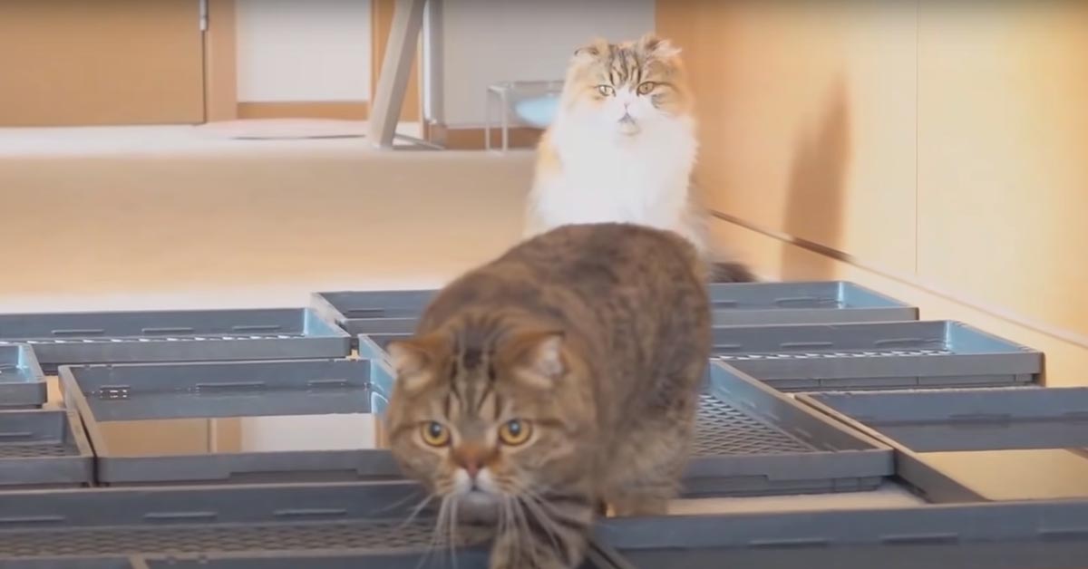I gattini affrontano una serie di ostacoli sul pavimento, ognuno con un tattica diversa (video)