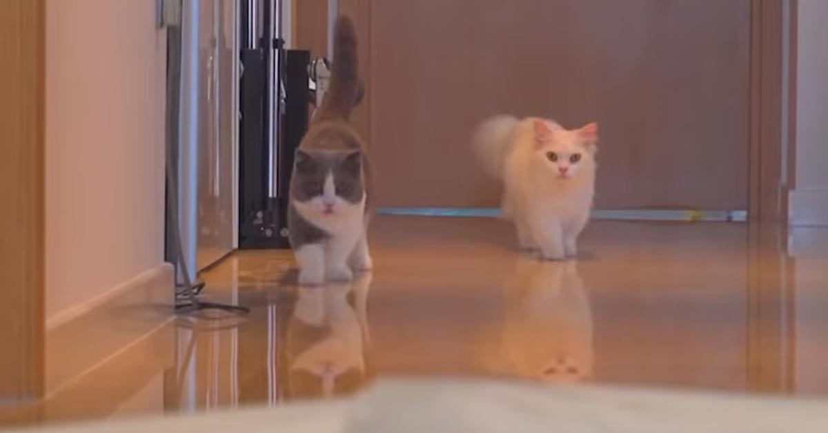 I gattini camminano su un pavimento troppo rumoroso e il video diventa virale