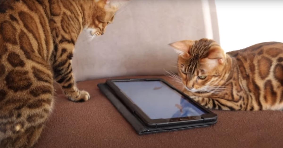 I gattini del Bengala adorano “cacciare” dei pesciolini che nuotano sullo schermo di un Ipad (video)