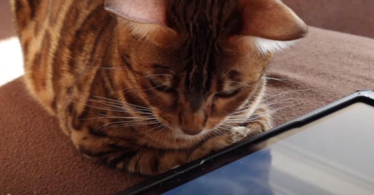 Gatto del Bengala che osserva un Ipad