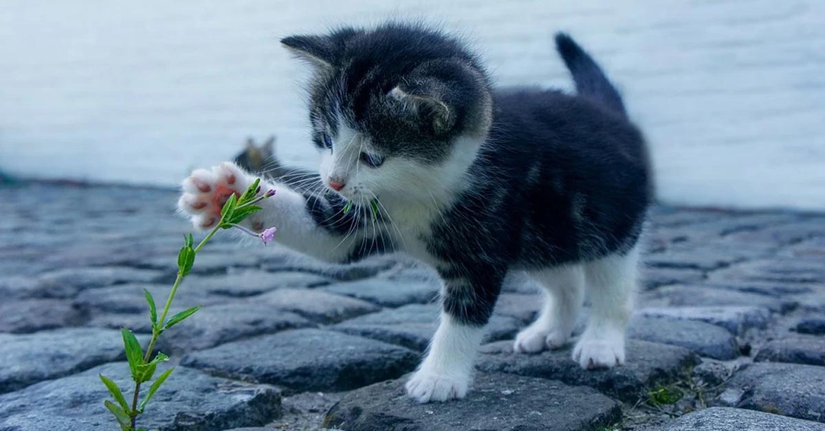 Il gattino e il Samoiedo affrontano il “temibile” palloncino a forma di pesce (video)