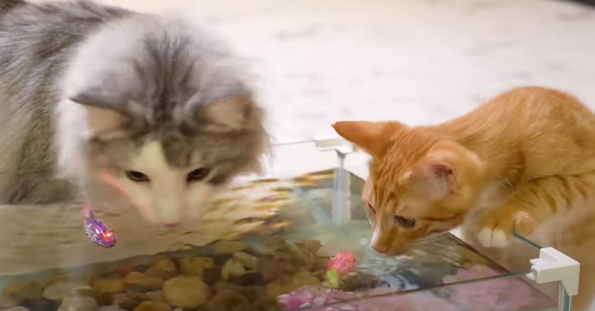 I gattini e il Samoiedo “sfidano” alcuni pesciolini finti e la loro impresa è virale (video)