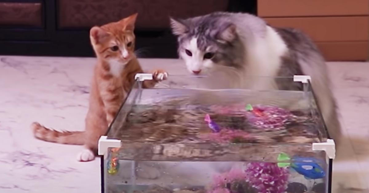 Gatti che osservano dei pesci