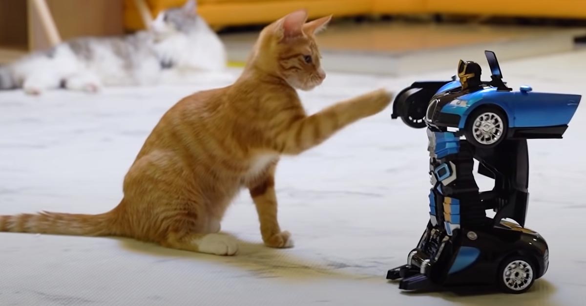I gattini e il cane affrontano dei piccoli robot e la loro impresa è virale (video)