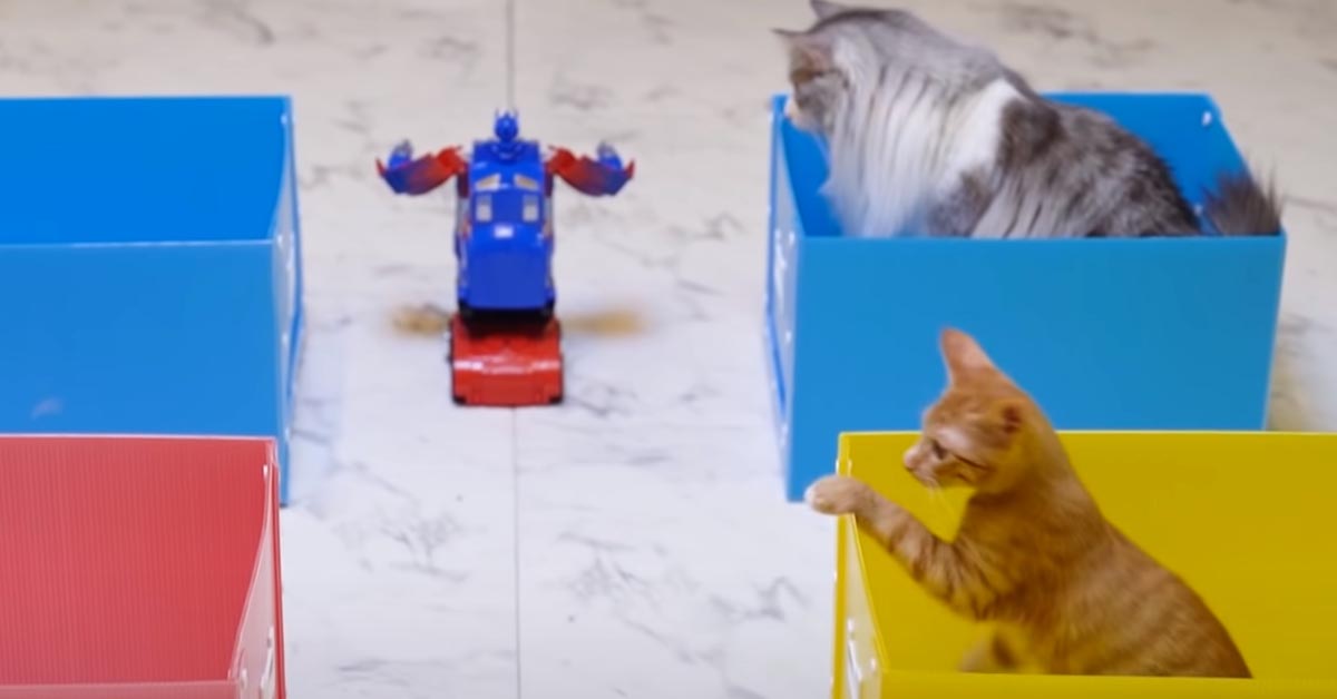 Gatti affrontano un robot