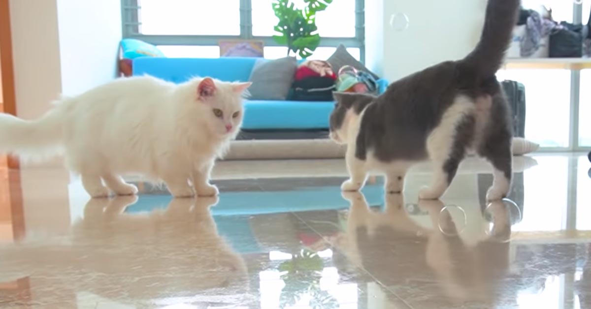 I gattini giocano felici con moltissime bolle di sapone (video)