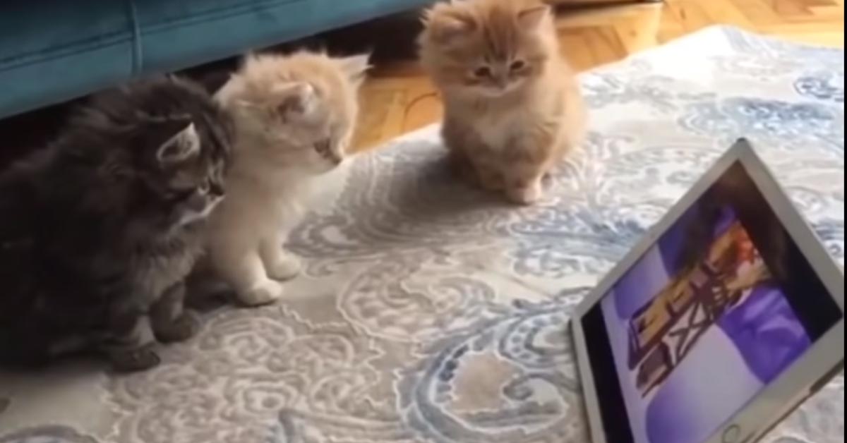I gattini guardano un cartone animato sul tablet e il momento è dolcissimo (video)