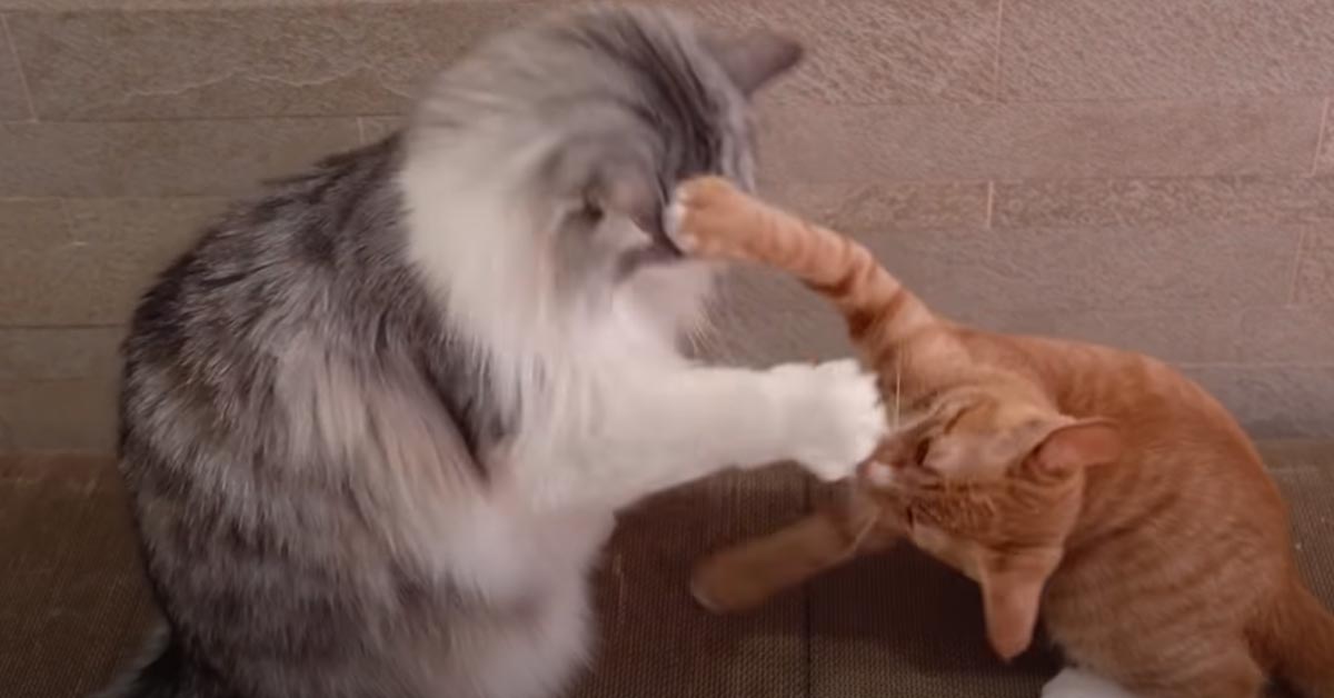 I gattini lottano teneramente a rallentatore (video)