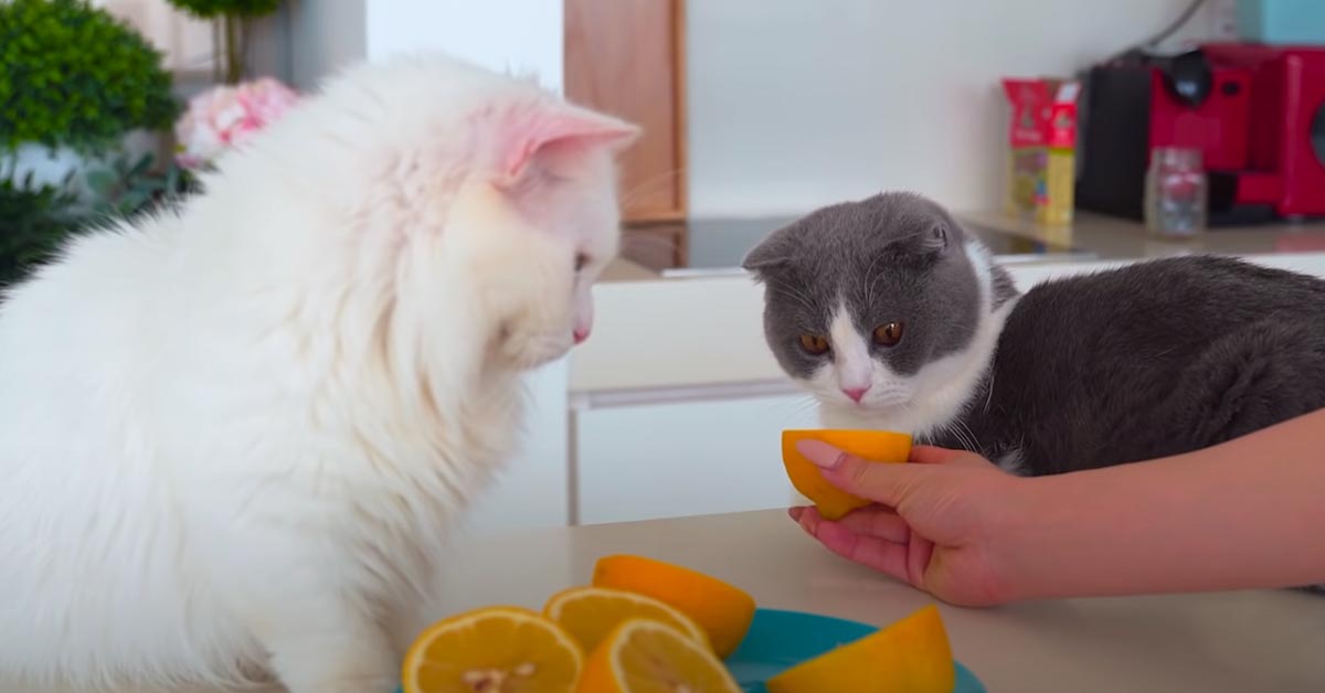I gattini provano ad assaggiare un limone e la loro reazione è virale (video)