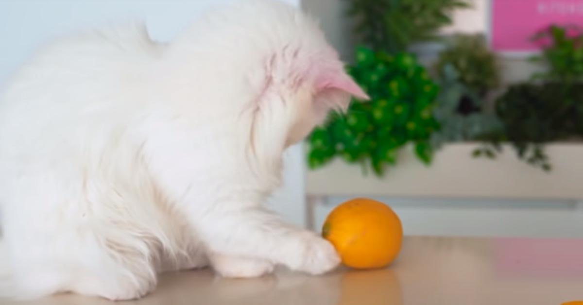 Gatto che osserva un limone