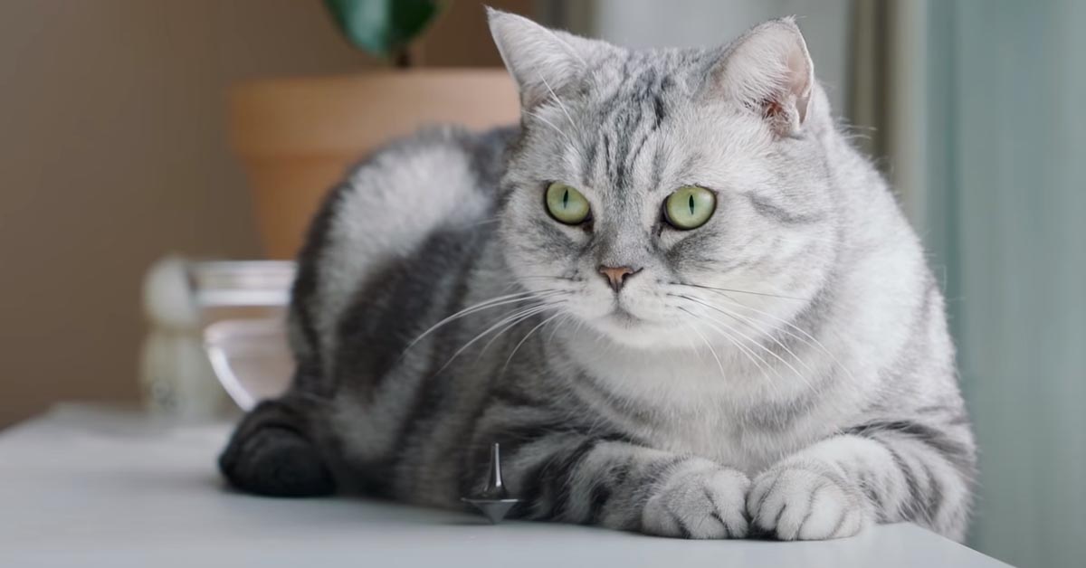 I gattini sembrano entusiasti di fronte alla “magia” di una trottola (video)